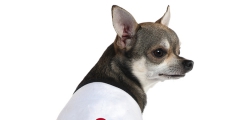 Adidas還有寵物服裝支線Adidog？ 其實是商標侵權